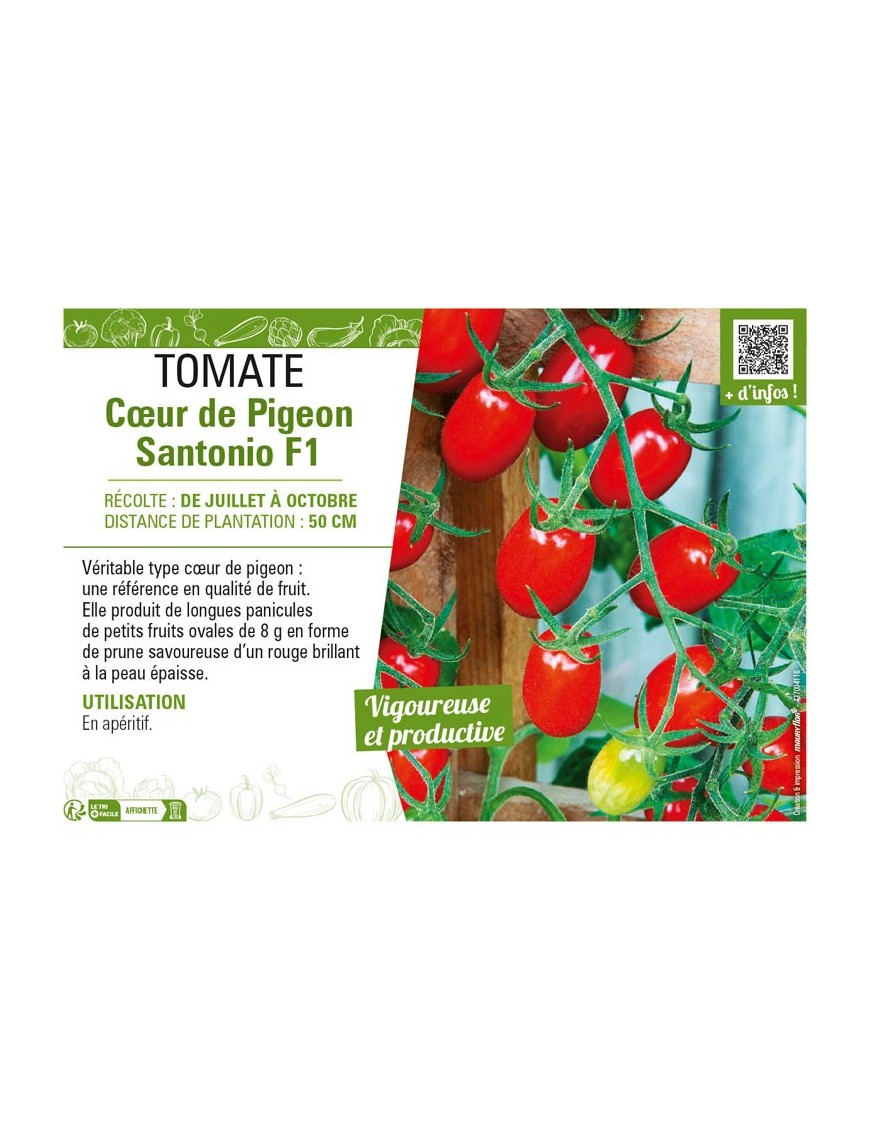 TOMATE CŒUR DE PIGEON SANTONIO F1