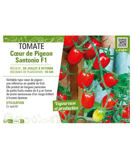TOMATE CŒUR DE PIGEON SANTONIO F1