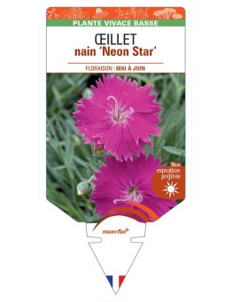DIANTHUS alpinus Neon Star voir Œillet nain
