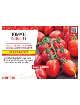 TOMATE COLIBRI F1 Plant greffé
