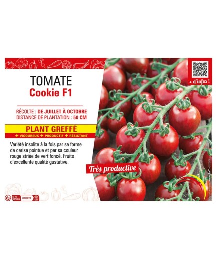 TOMATE COOKIE F1 Plant greffé