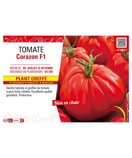 TOMATE CORAZON F1 Plant greffé