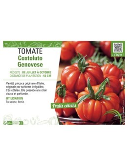 TOMATE COSTOLUTO GENOVESE