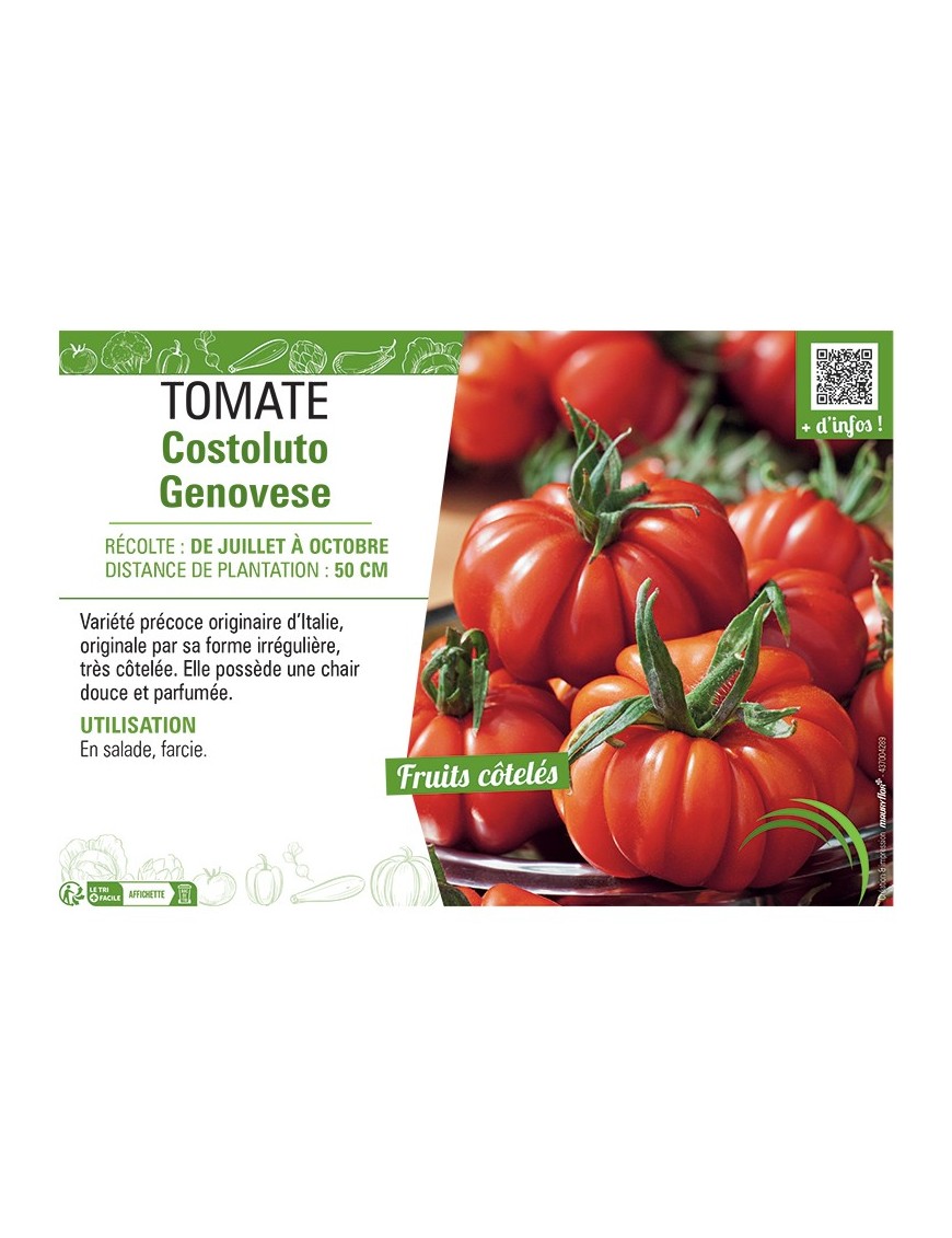 TOMATE COSTOLUTO GENOVESE