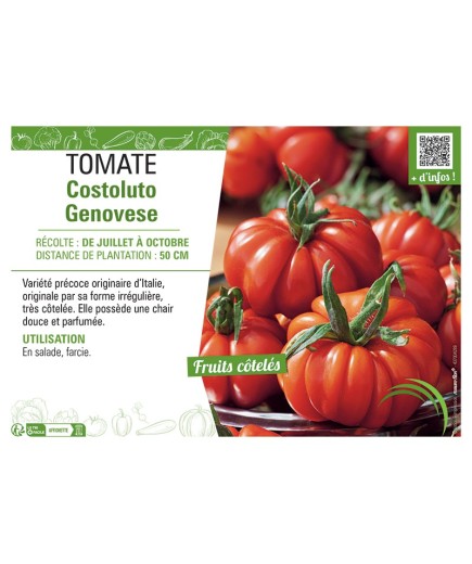 TOMATE COSTOLUTO GENOVESE
