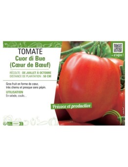 TOMATE CUOR DI BUE (CŒUR DE BŒUF)
