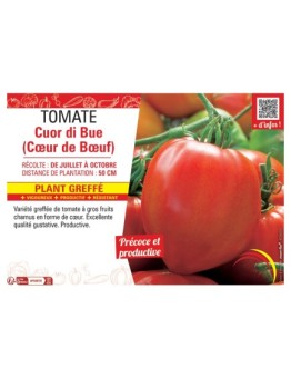TOMATE CUOR DI BUE (CŒUR DE BŒUF) Plant greffé