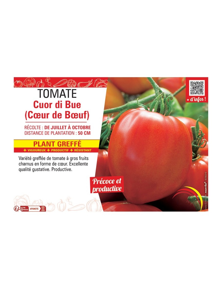 TOMATE CUOR DI BUE (CŒUR DE BŒUF) Plant greffé
