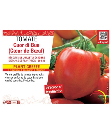 TOMATE CUOR DI BUE (CŒUR DE BŒUF) Plant greffé