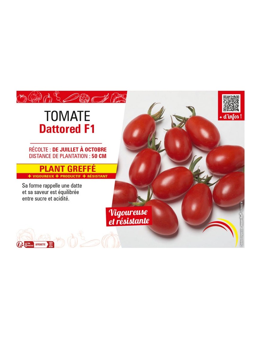 TOMATE DATTORED F1 Plant greffé