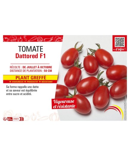 TOMATE DATTORED F1 Plant greffé