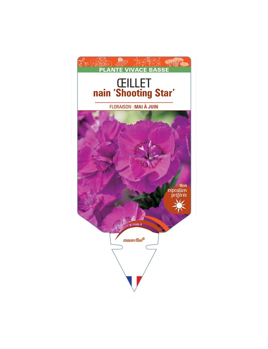 DIANTHUS alpinus Shooting Star voir Œillet nain