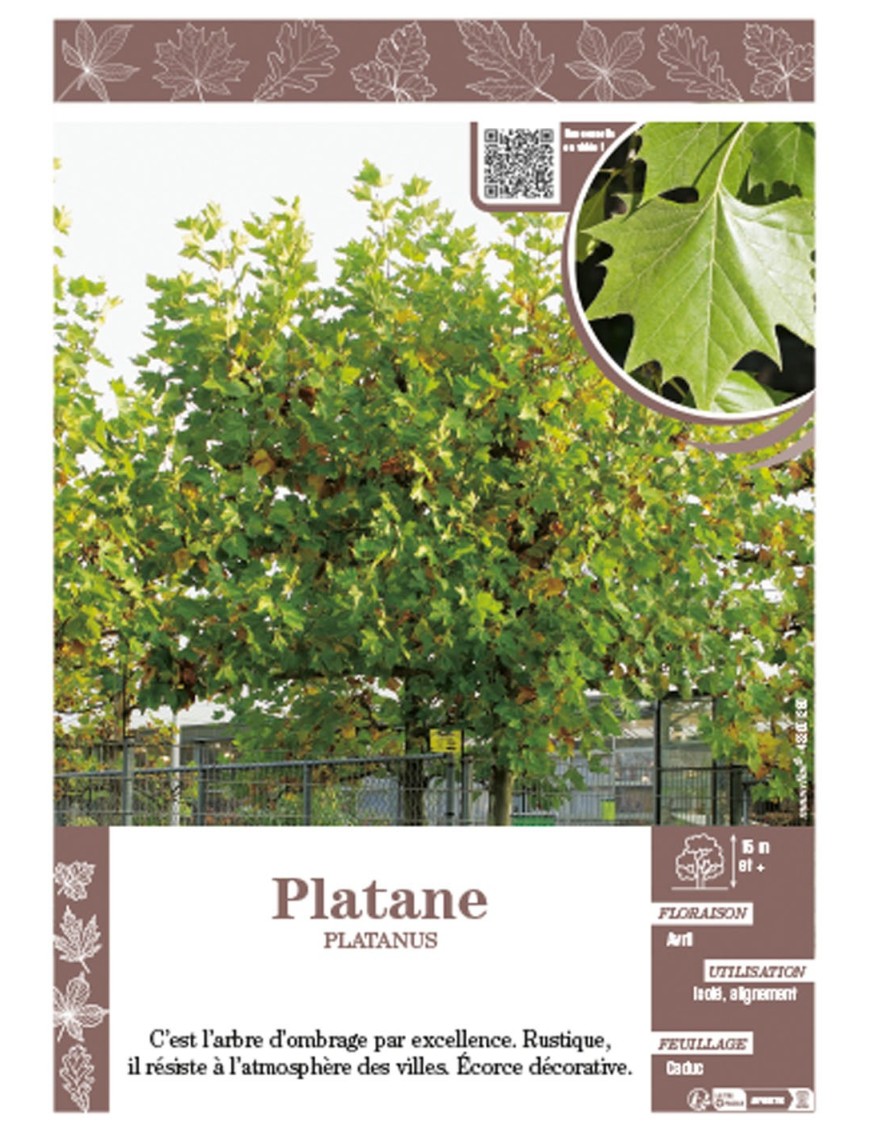 PLATANE PLATANUS