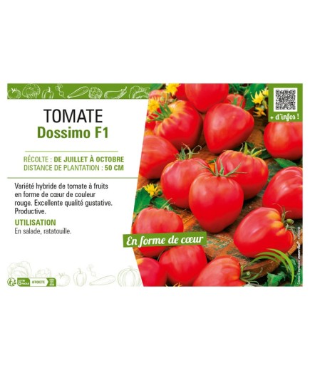 TOMATE DOSSIMO F1