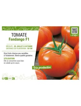 TOMATE FANDANGO F1