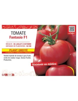 TOMATE FANTASIO F1 Plant greffé