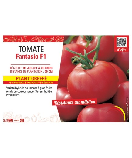 TOMATE FANTASIO F1 Plant greffé