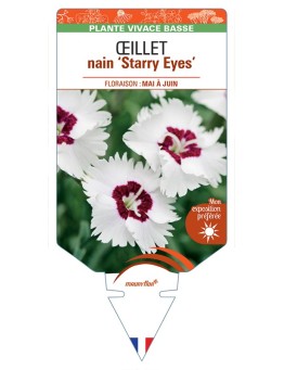 DIANTHUS alpinus Starry Eyes voir Œillet nain