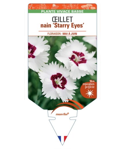 DIANTHUS alpinus Starry Eyes voir Œillet nain