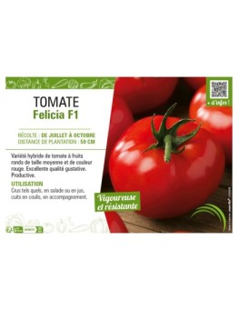 TOMATE FELICIA F1