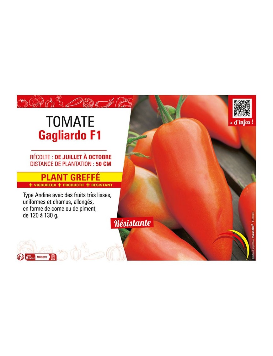 TOMATE GAGLIARDO F1 Plant greffé