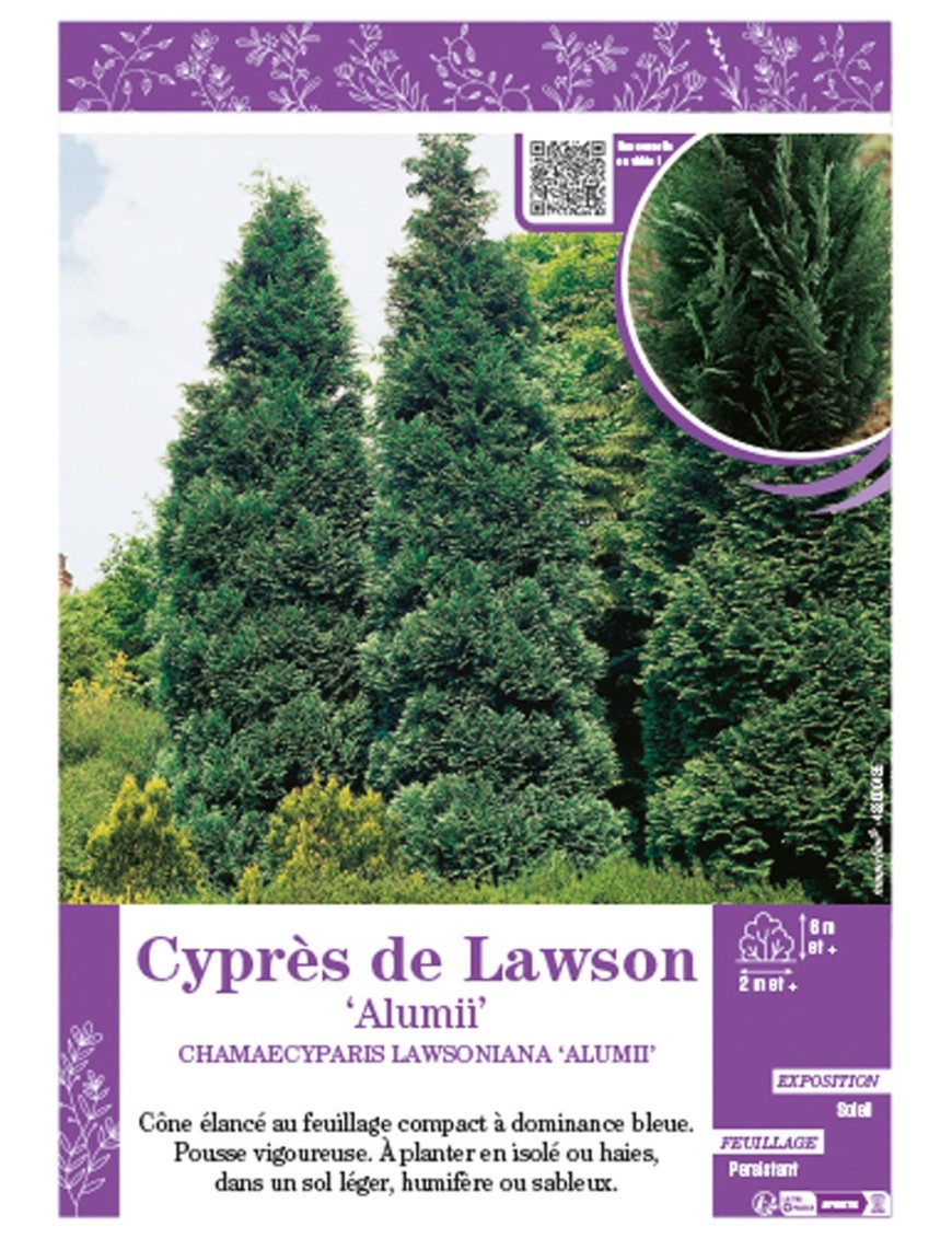 CHAMAECYPARIS LAWSONIANA ‘ALUMII voir Cyprès de Lawson