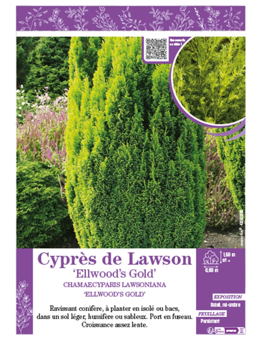 CHAMAECYPARIS LAWSONIANA ELLWOOD'S GOLD voir Cyprès de Lawson