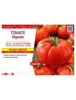 TOMATE GIGANTE Plant greffé