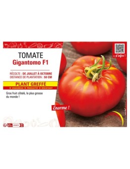TOMATE GIGANTOMO F1 Plant greffé
