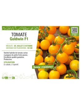 TOMATE GOLDWIN F1