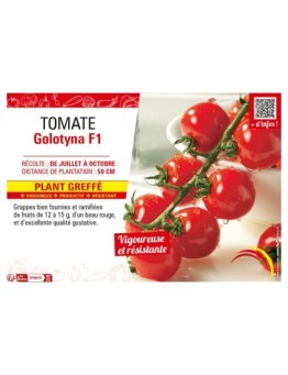 TOMATE GOLOTYNA F1 Plant greffé