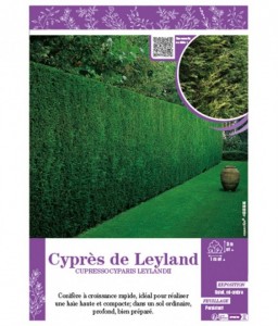 CUPRESSOCYPARIS LEYLANDII voir CYPRÈS DE LEYLAND