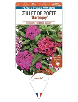 DIANTHUS Barbajoy voir Œillet de Poète