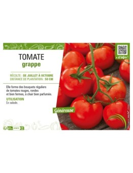 TOMATE GRAPPE