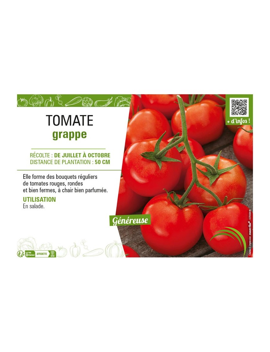 TOMATE GRAPPE