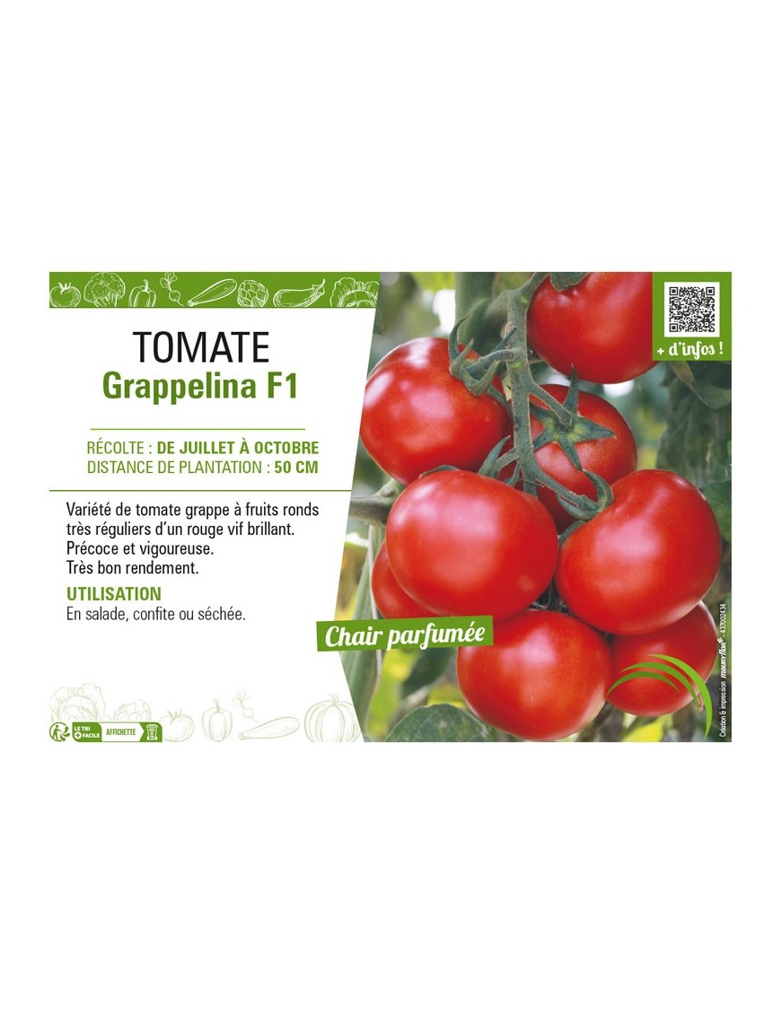 TOMATE GRAPPELINA F1