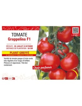 TOMATE GRAPPELINA F1 Plant greffé