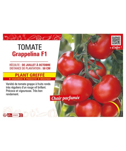 TOMATE GRAPPELINA F1 Plant greffé
