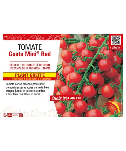 TOMATE GUSTA MINI® RED Plant greffé