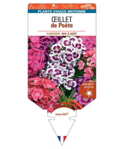 DIANTHUS barbatus Barbarini voir Œillet de Poète (varié)