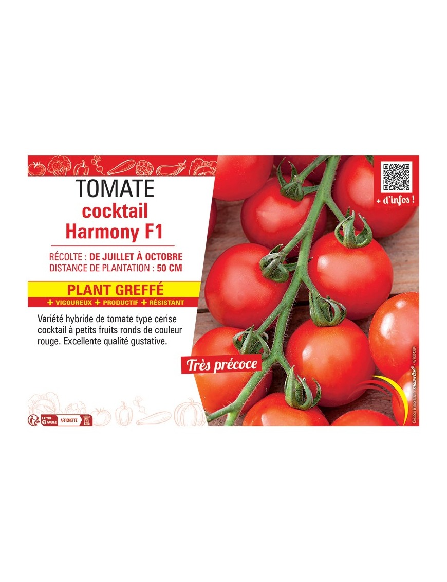 TOMATE COCKTAIL HARMONY F1 Plant greffé