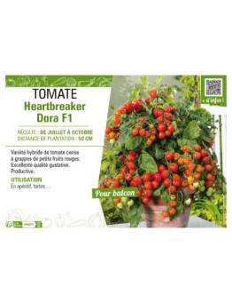 TOMATE HEARTBREAKER DORA F1