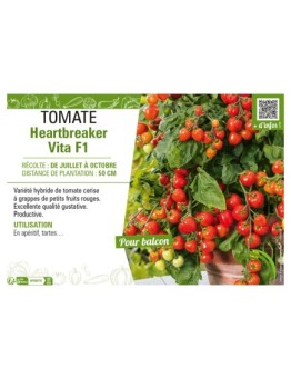 TOMATE HEARTBREAKER VITA F1