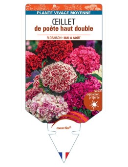 DIANTHUS barbatus voir Œillet de poète haut double