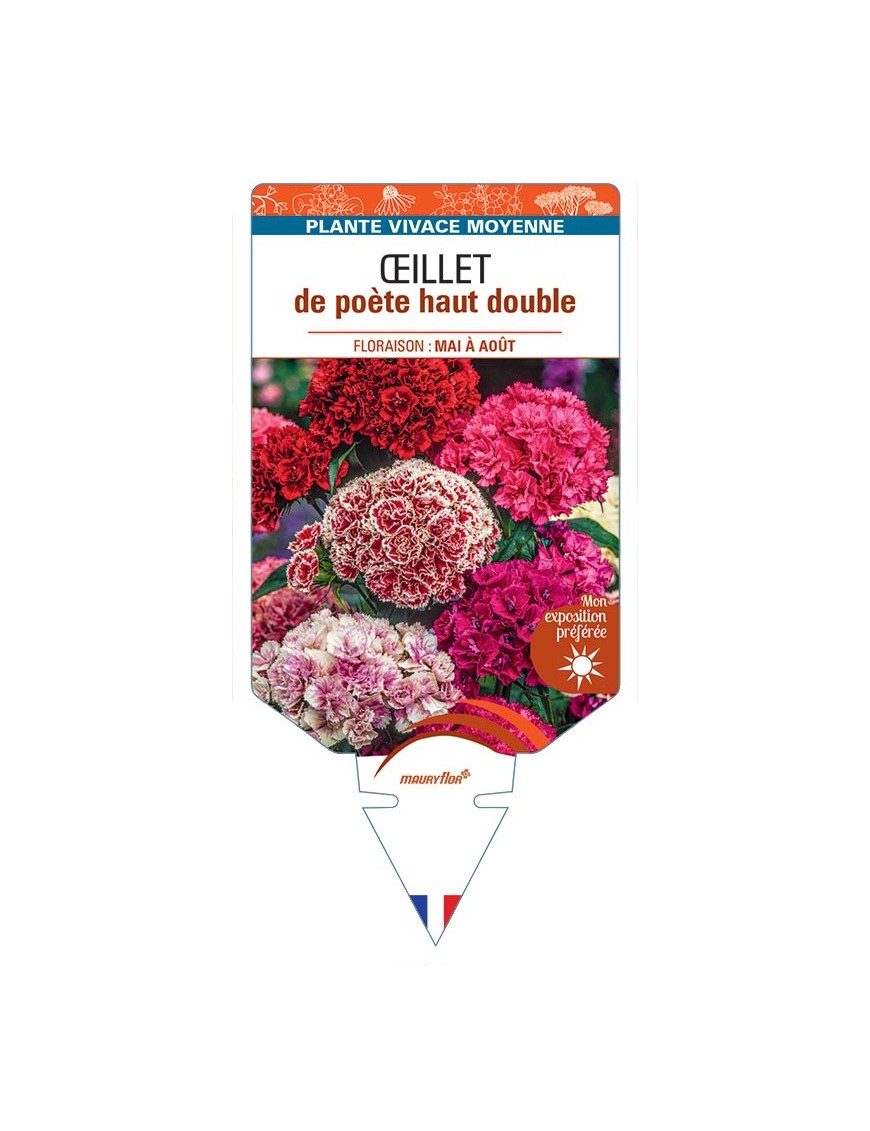 DIANTHUS barbatus voir Œillet de poète haut double