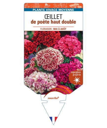 DIANTHUS barbatus voir Œillet de poète haut double