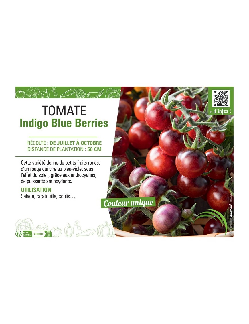 TOMATE INDIGO BLUE BERRIES