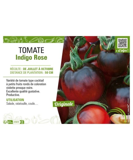 TOMATE INDIGO ROSE