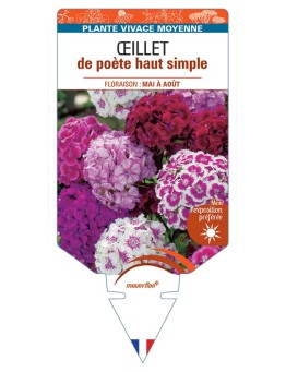 DIANTHUS barbatus voir Œillet de poète haut simple