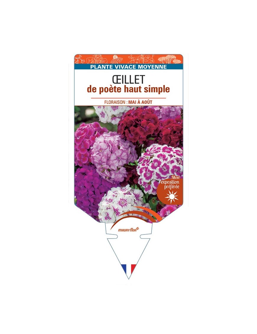 DIANTHUS barbatus voir Œillet de poète haut simple